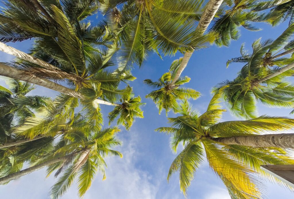 trees, summer, beach